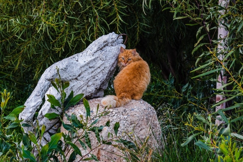 mèo hoang trên đá