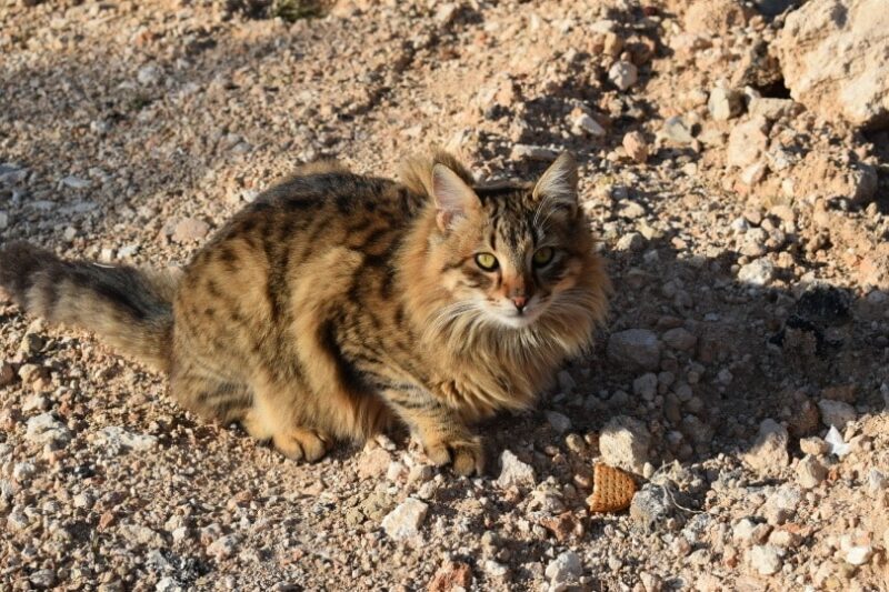 feral cat outdoor