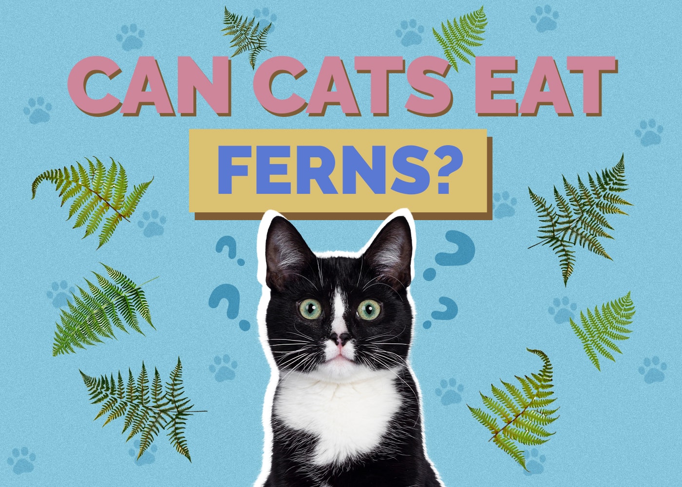 Can Cats Eat ferns