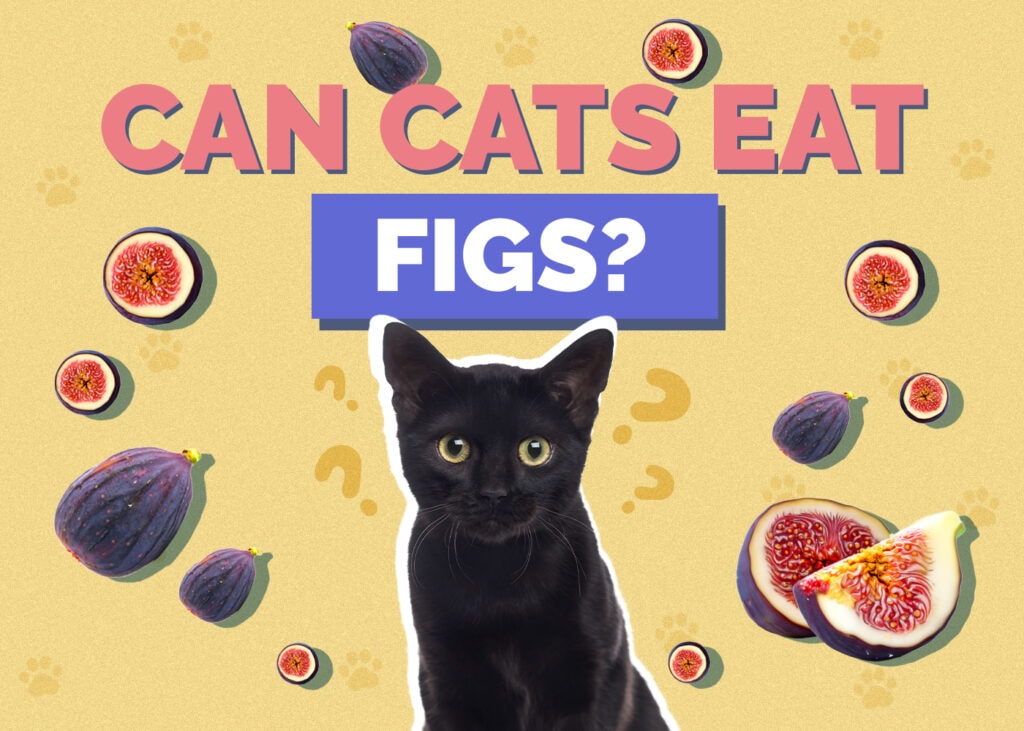Can Cats Eat Figs? VetApproved Health & Safety Guide Hepper