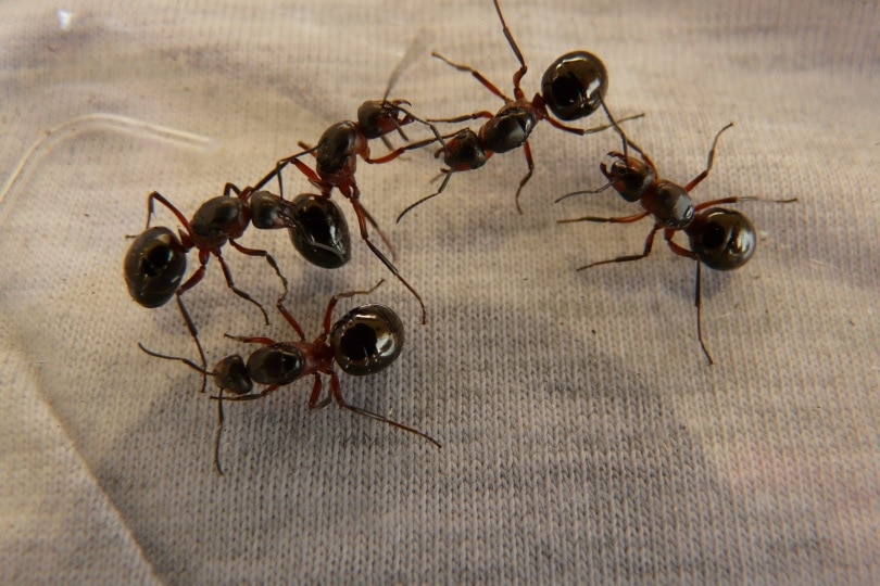 five-ants-on-gray-background