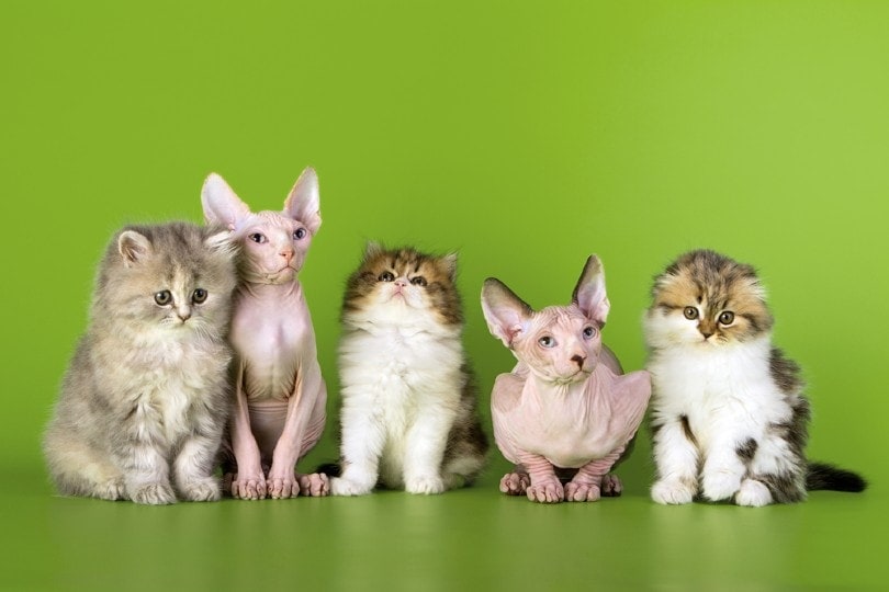 five different cat breeds