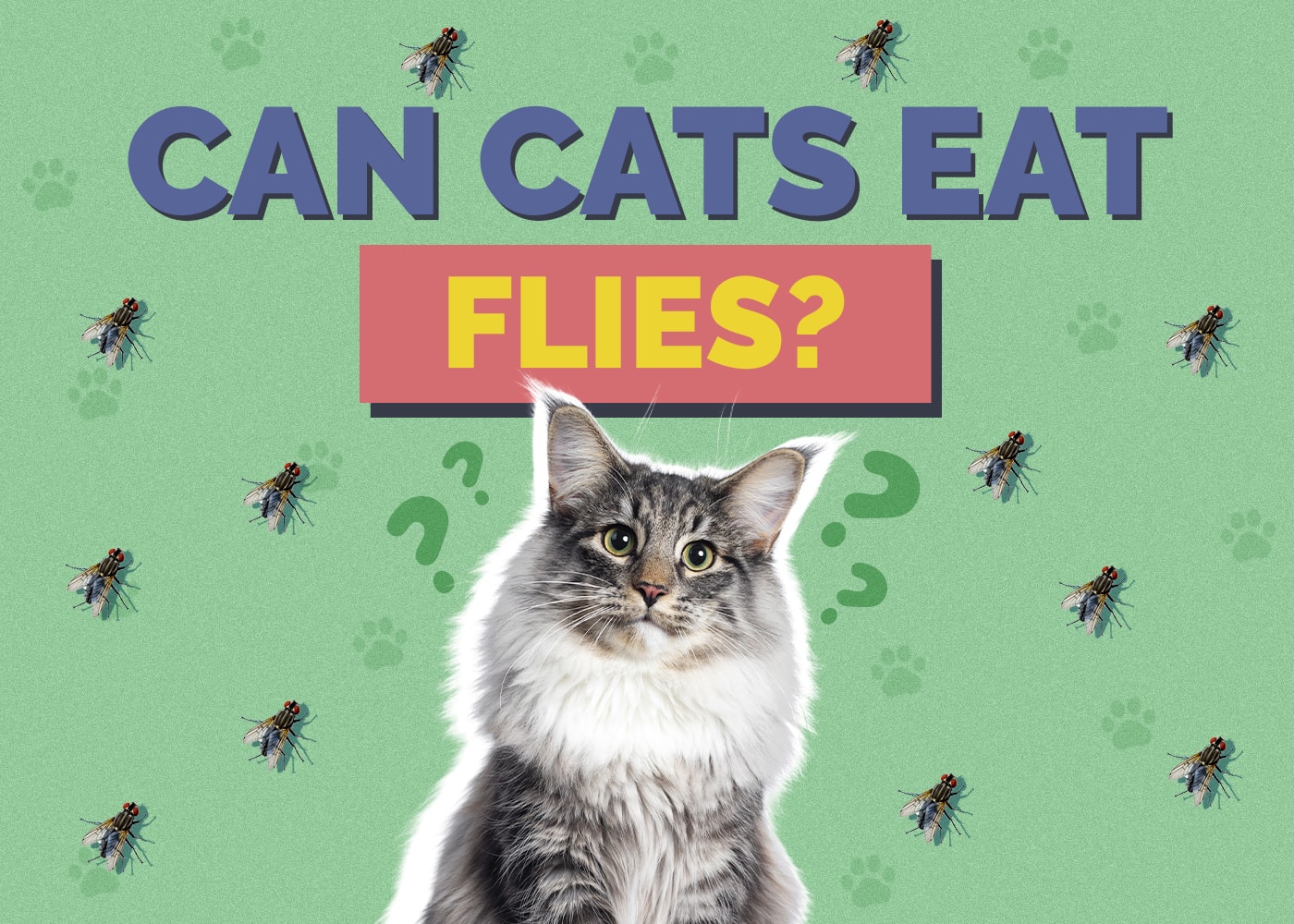 Can Cats Eat flies