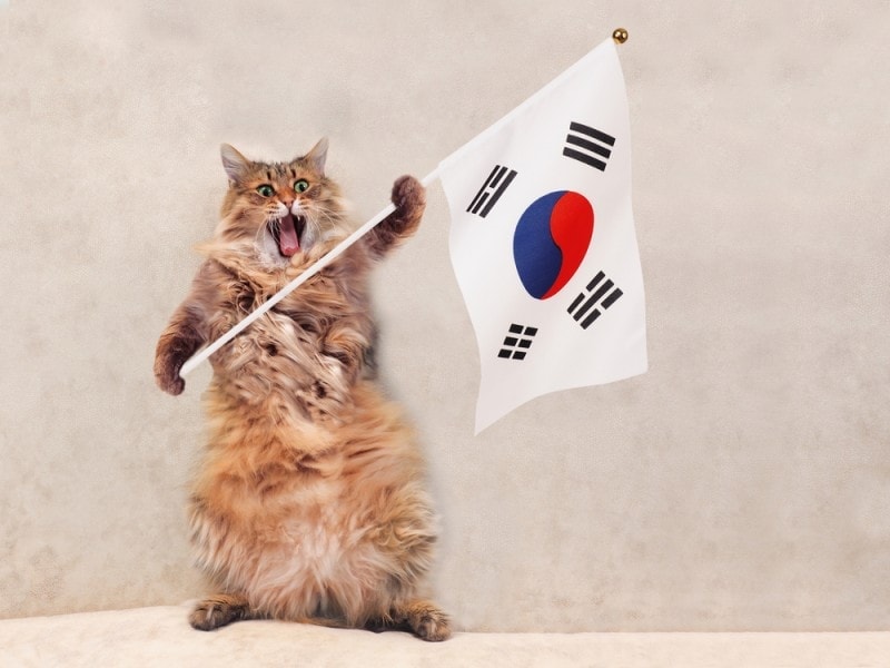 funny cat with Korean flag