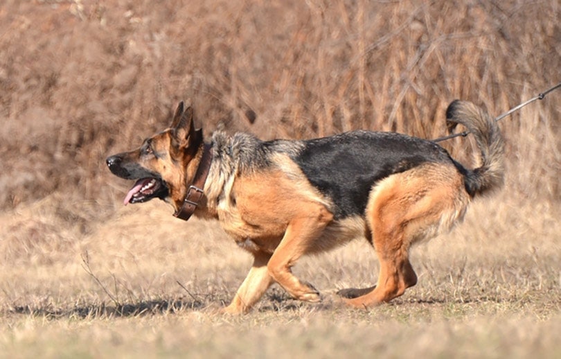 Deutscher Schäferhund beim Training