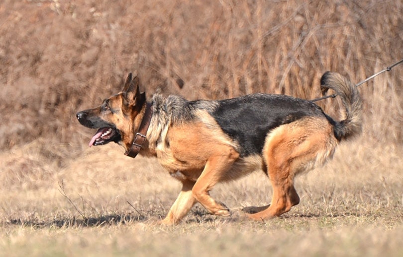 german shepherd hackels up at training