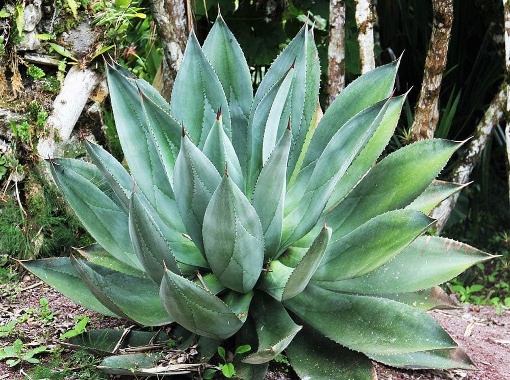 giant aloe vera