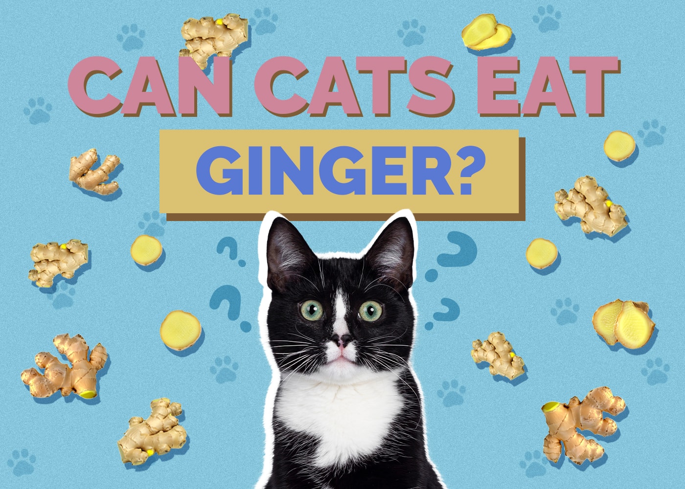 Can Cats Eat ginger