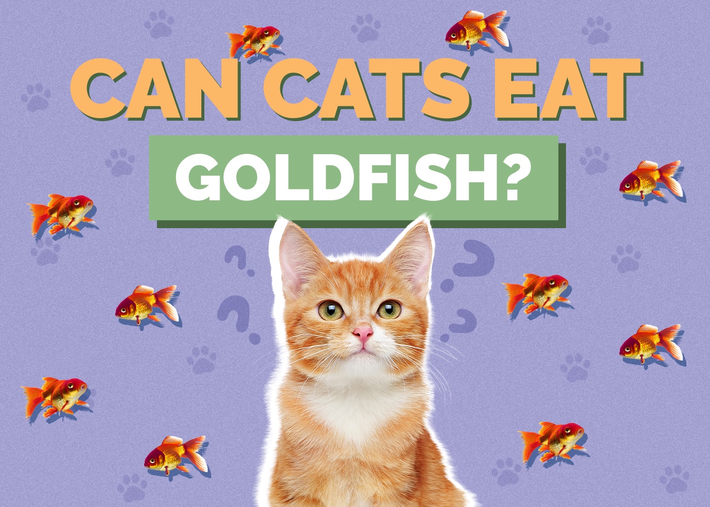 Can Cats Eat goldfish
