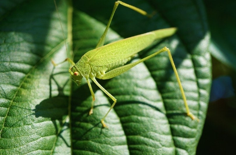 grasshopper on green leaf