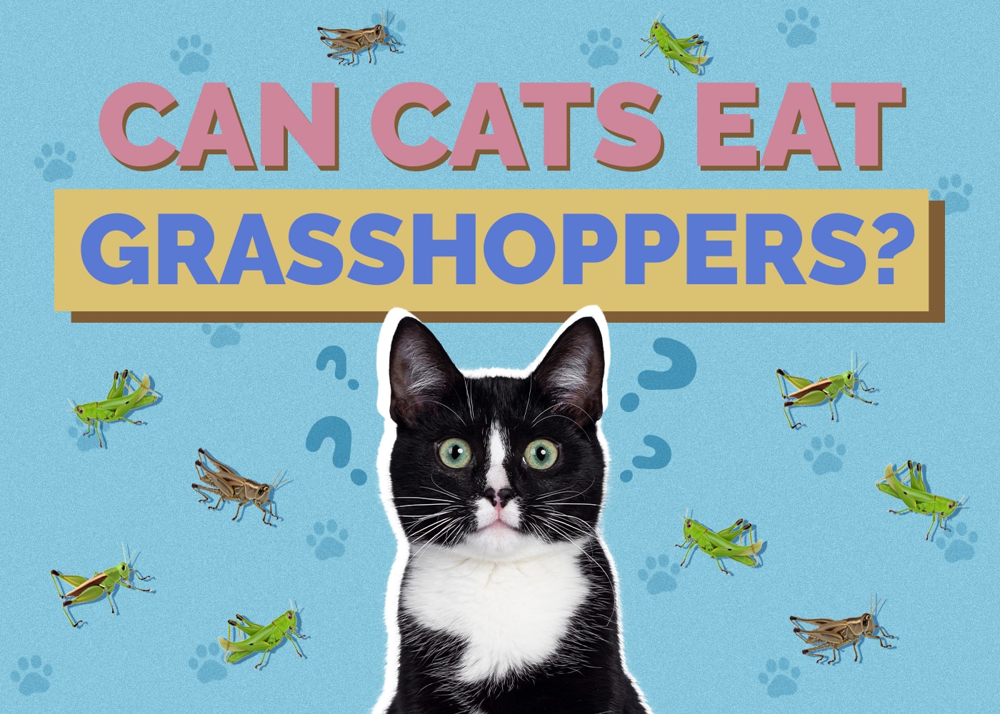 Can Cats Eat grasshoppers