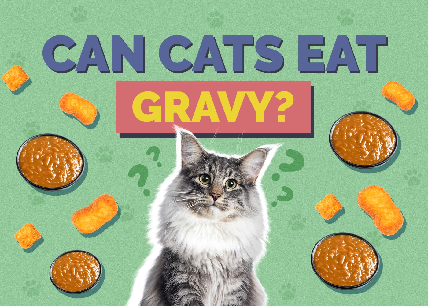 Can Cats Eat gravy