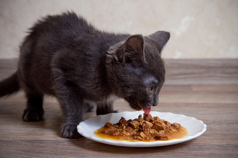 gray kitten eating wet food on a white plate