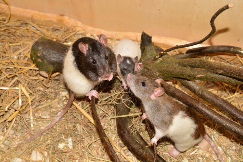 group of rats