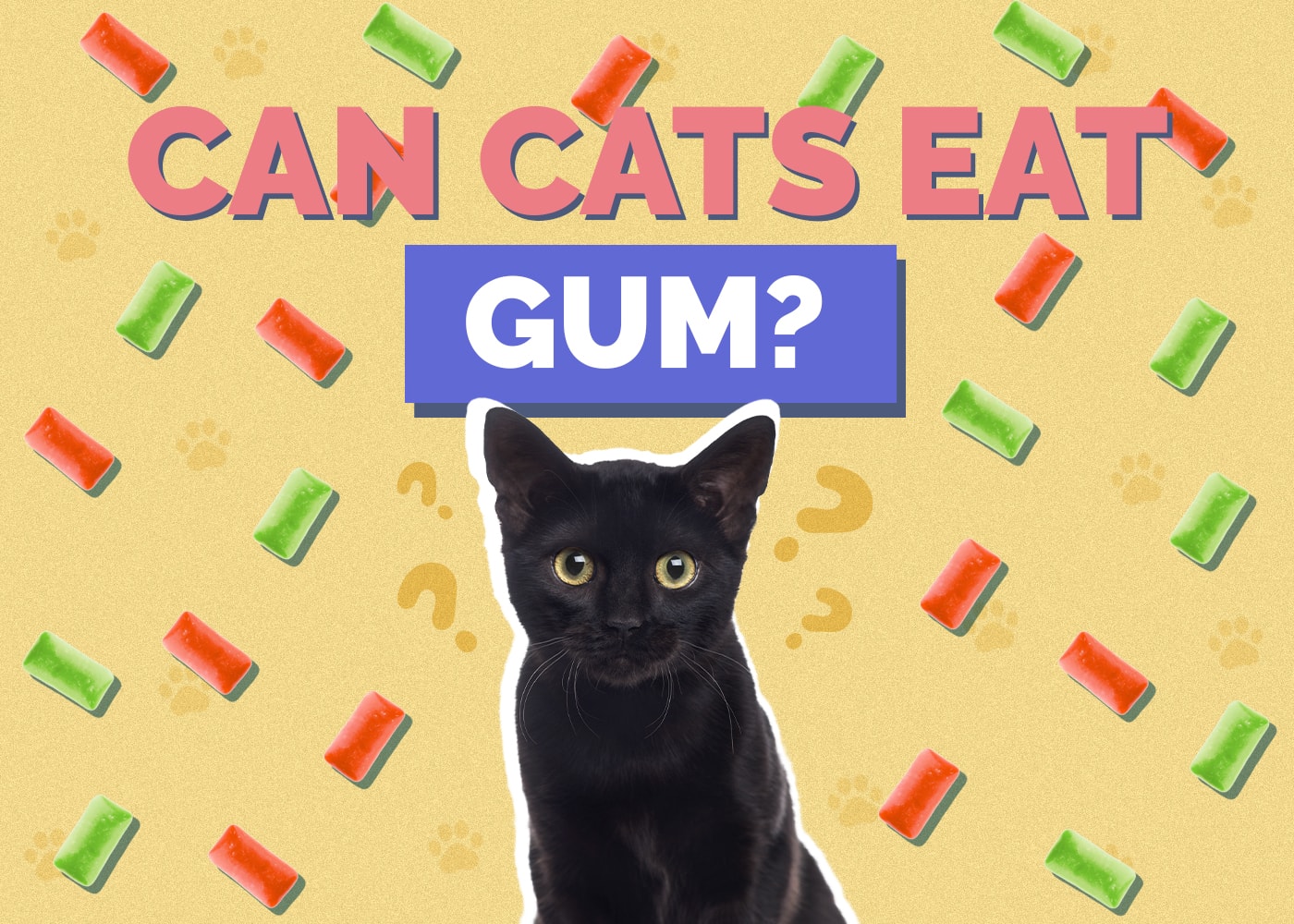 Can Cats Eat gum