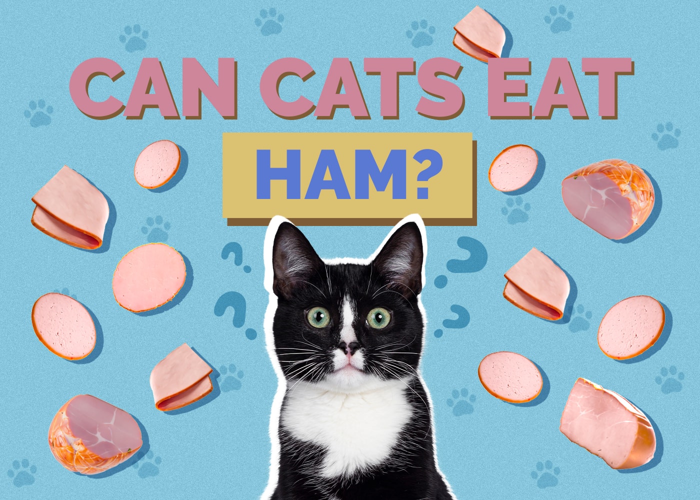 Can Cats Eat ham