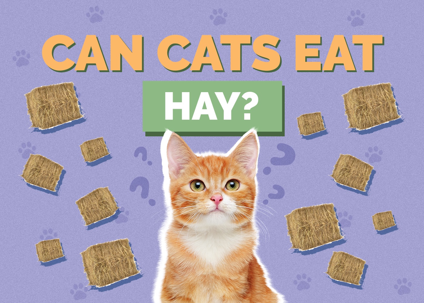 Can Cats Eat hay