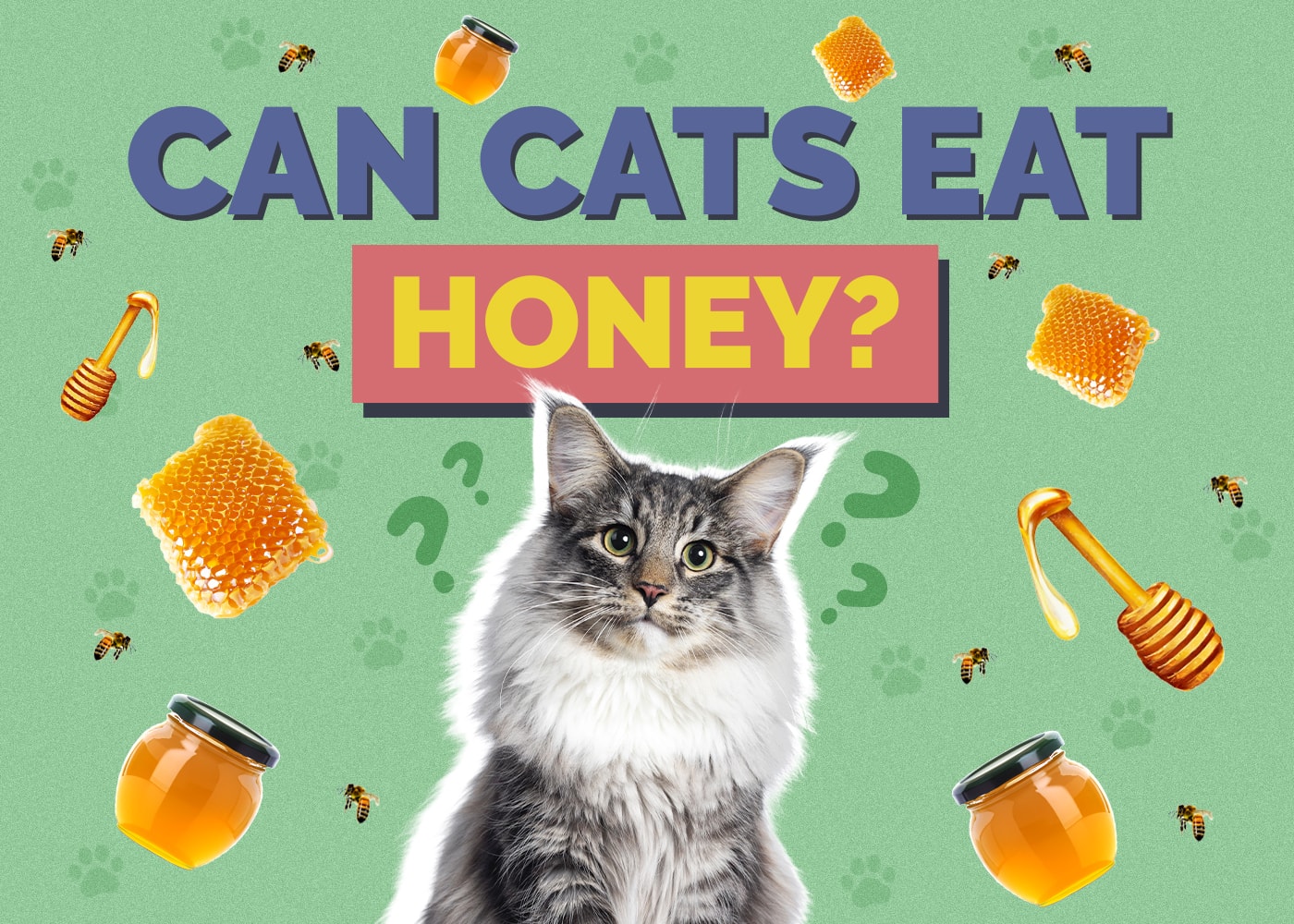 Can Cats Eat honey