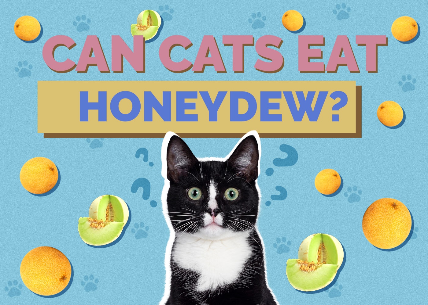 Can Cats Eat honeydew