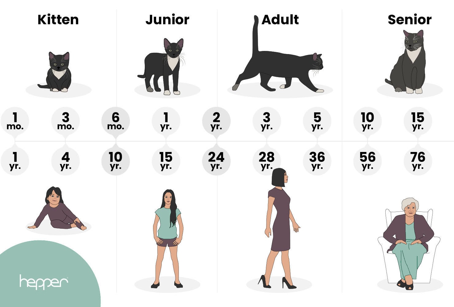 How Old Is Your Cat in Human Years?