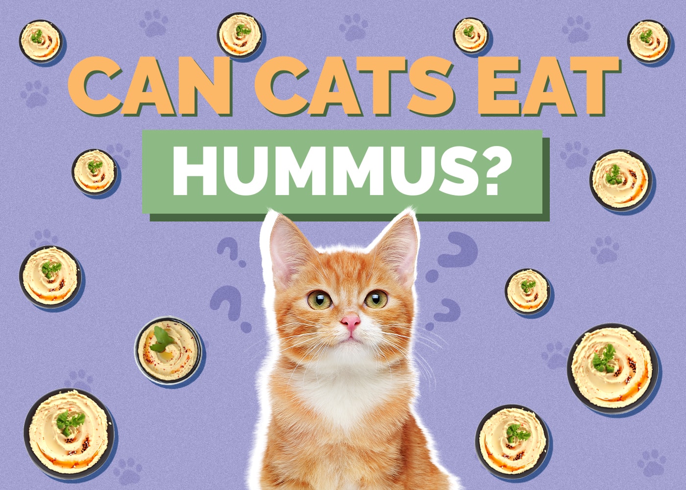 Can Cats Eat hummus
