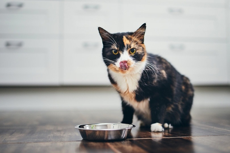 con mèo đói ngồi cạnh bát thức ăn ở nhà bếp