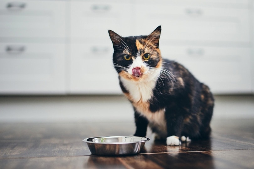 hungry cat sitting next to bowl of food at home kitchen hungry cat sitting next to bowl of food at home kitchen