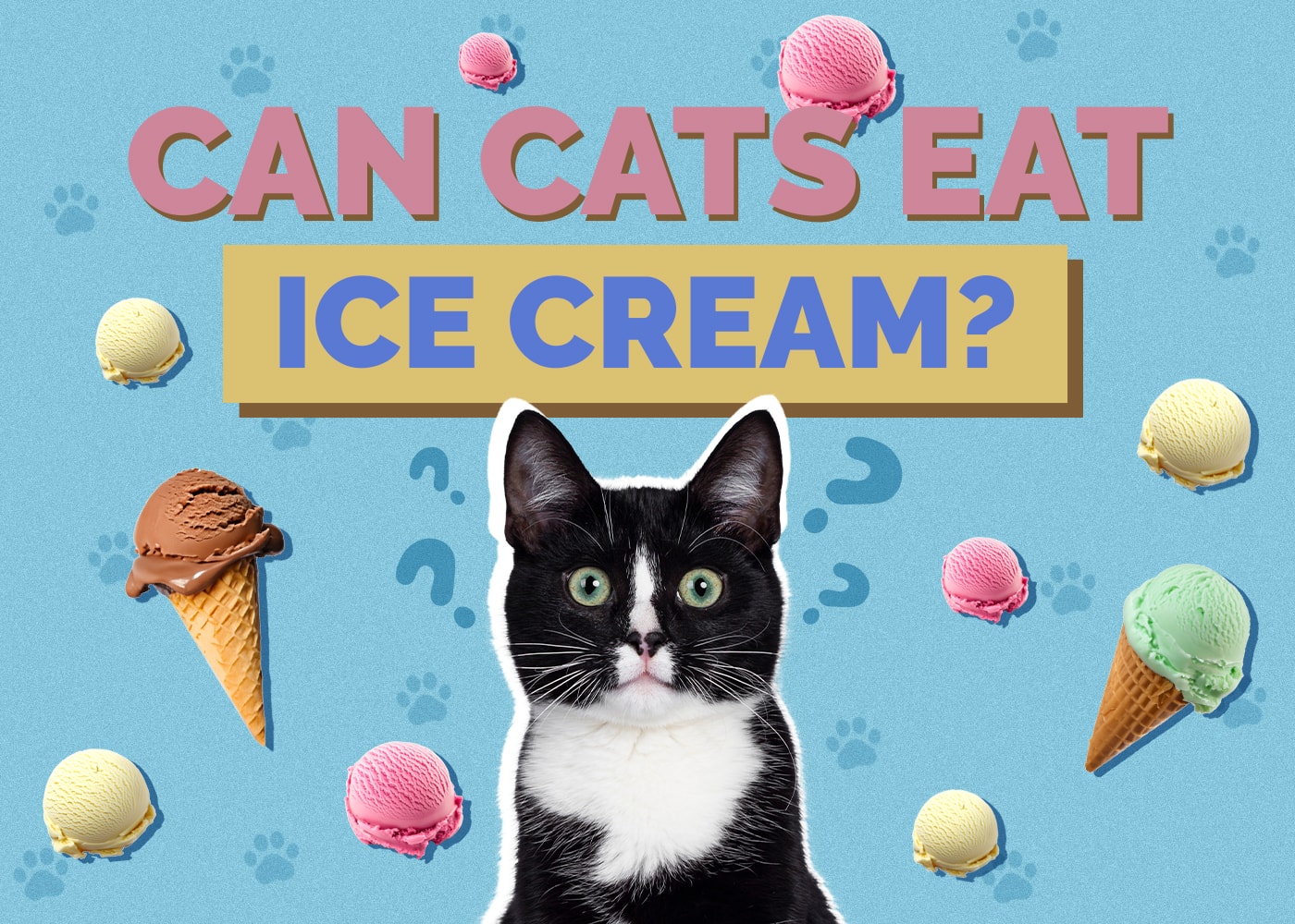 Can Cats Eat ice-cream