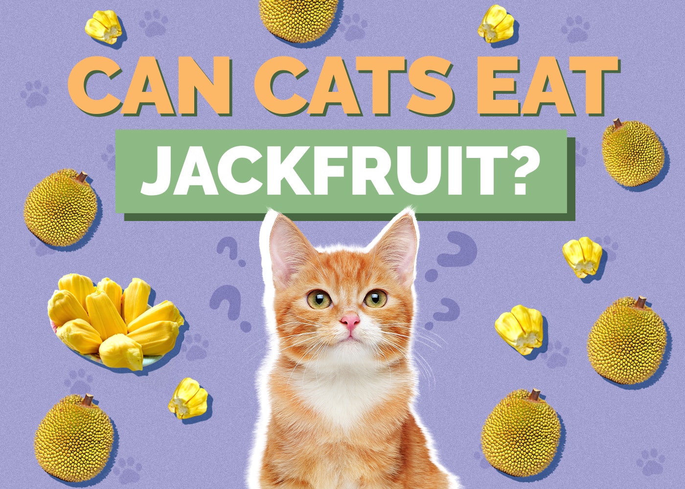 Can Cats Eat jackfruit
