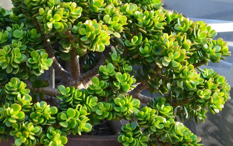 jade plant