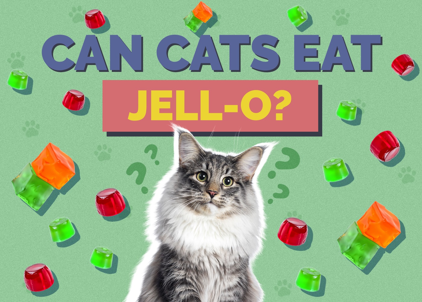 Can Cats Eat jellos