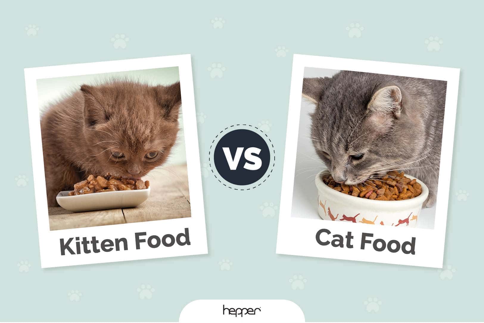 Kitten food vs cat food store