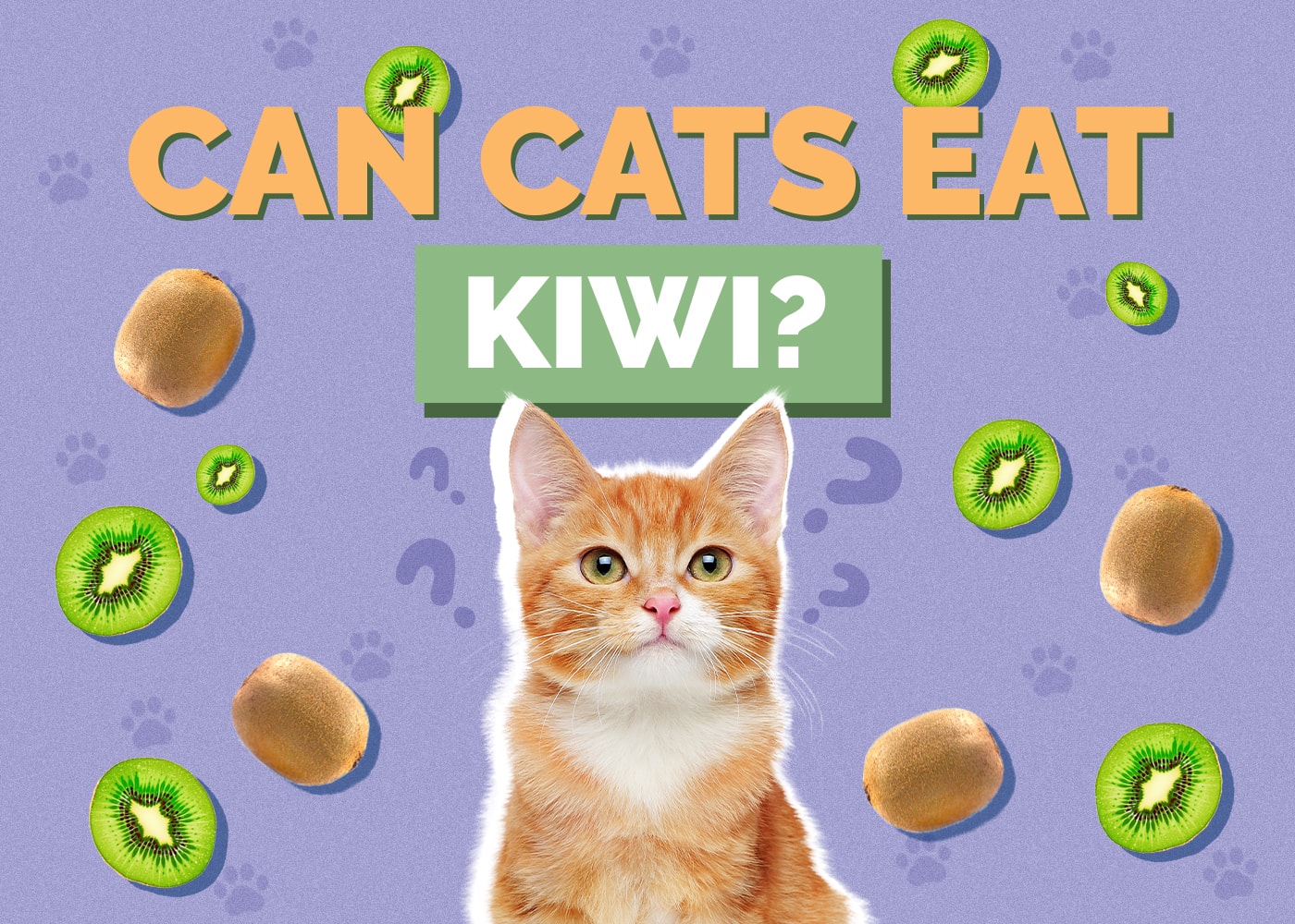 Can Cats Eat kiwi