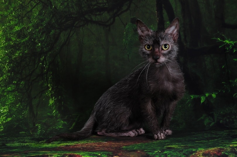 lykoi cat sitting outdoor