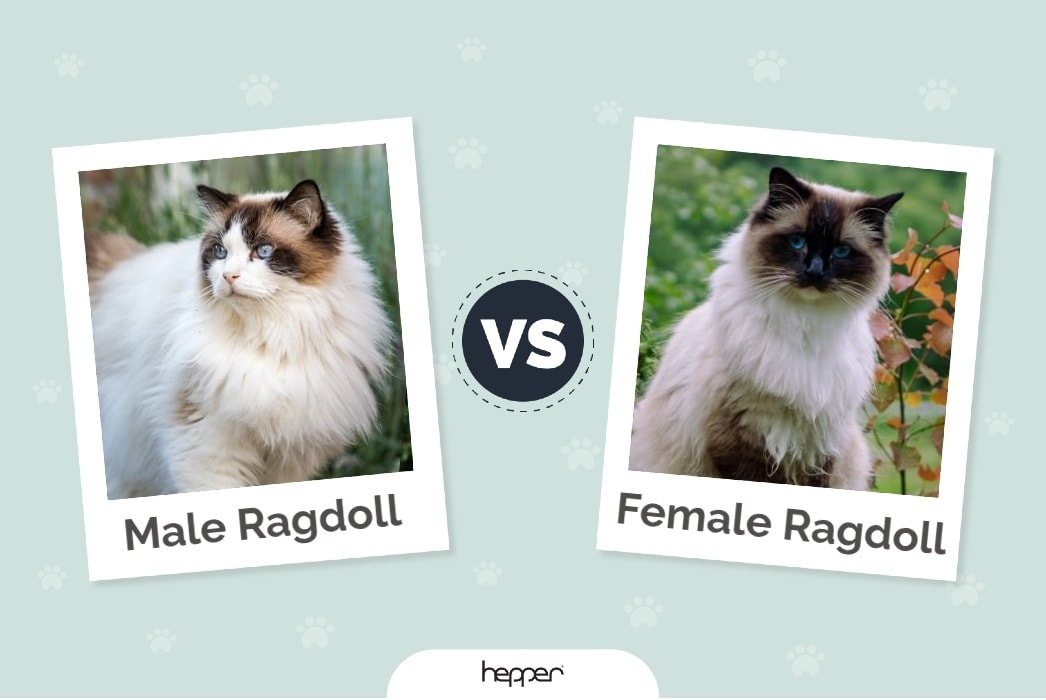 male vs female ragdoll feature image