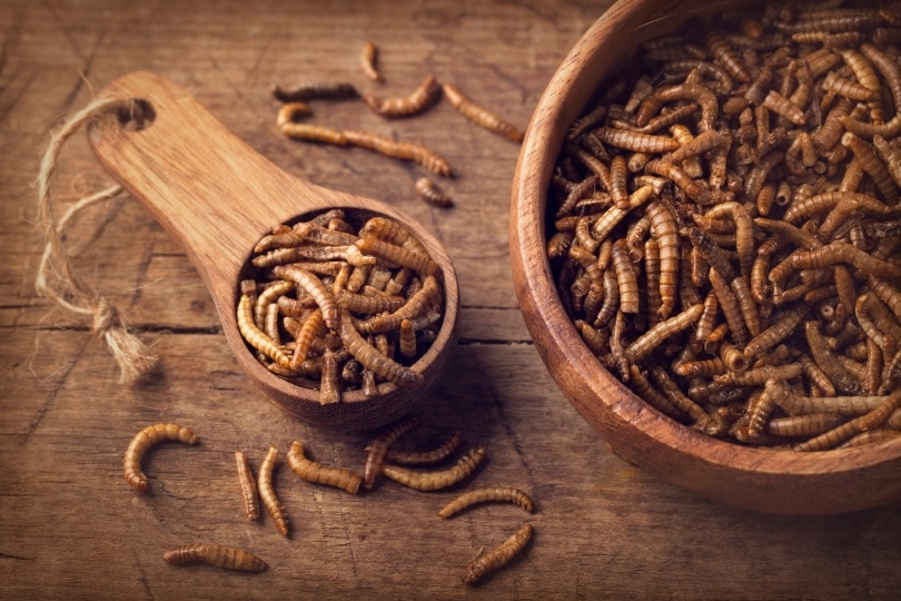 mealworms in wooden bowl