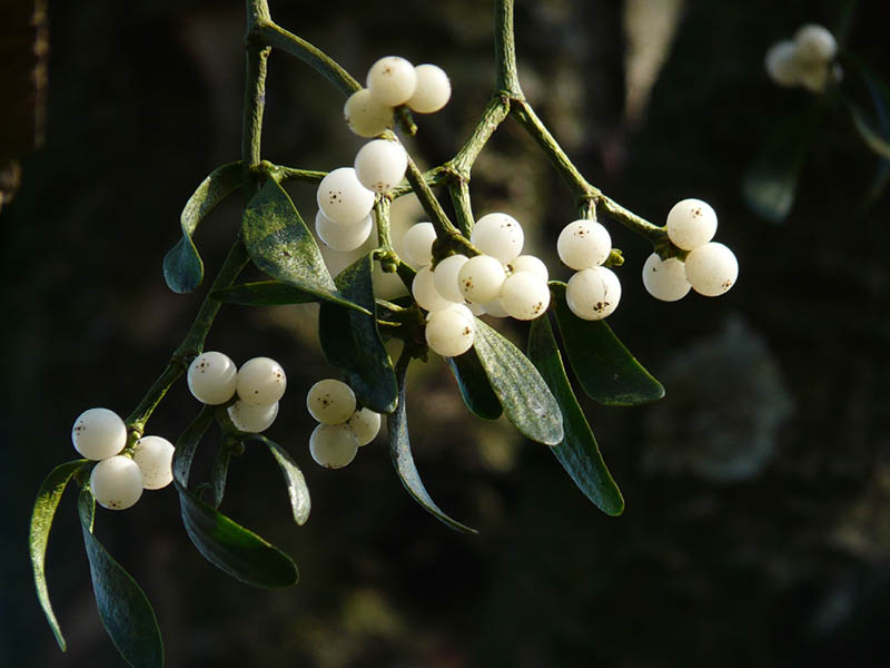 mistletoe branch