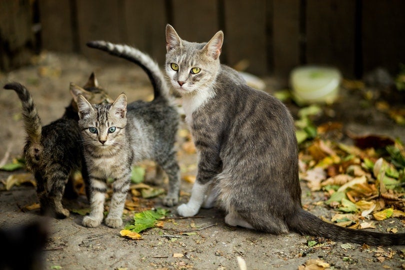 mother cat and her kittens outdoor