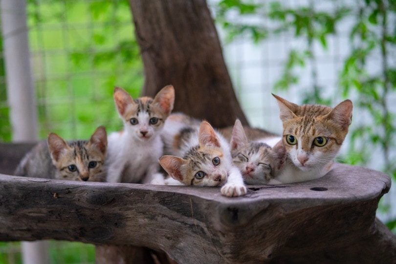 mother cat and kittens