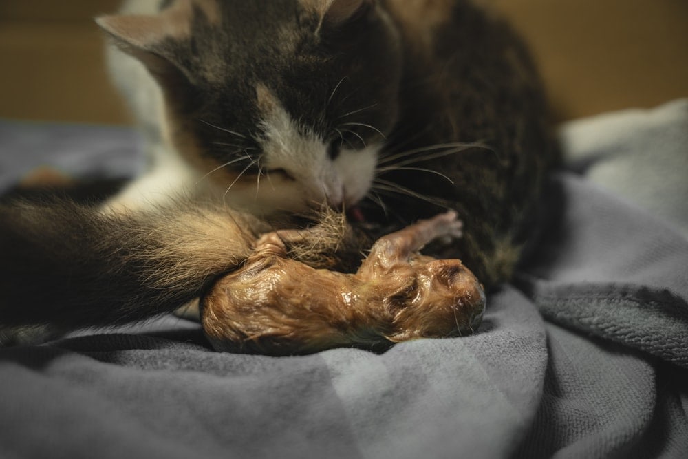 mother cat licking her newborn baby after giving birth