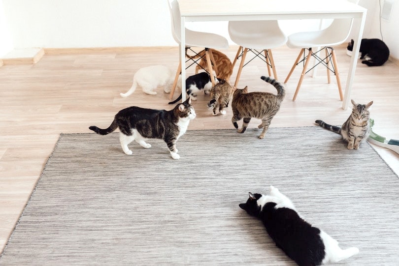 nine different cats in a room