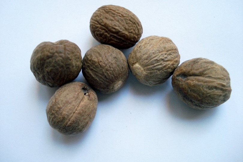 Do Cats Like Nutmeg?  