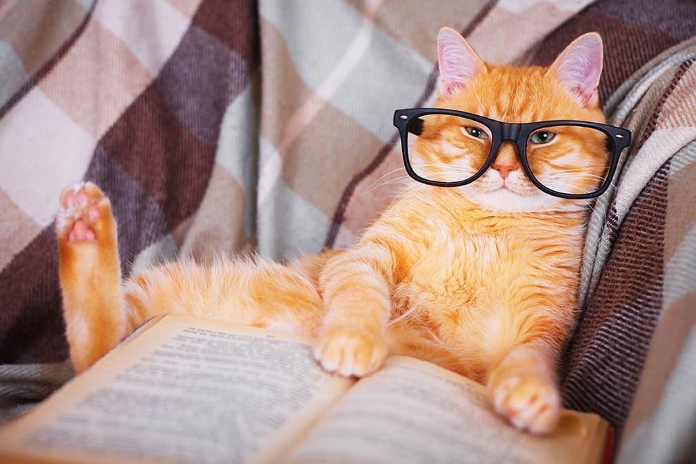 220+ Literary Cat Names: Our Top Picks For Your Well-Read Cat | Hepper