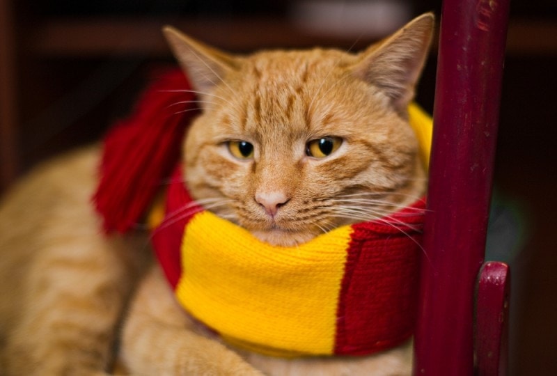 orange cat in harry potter scarf