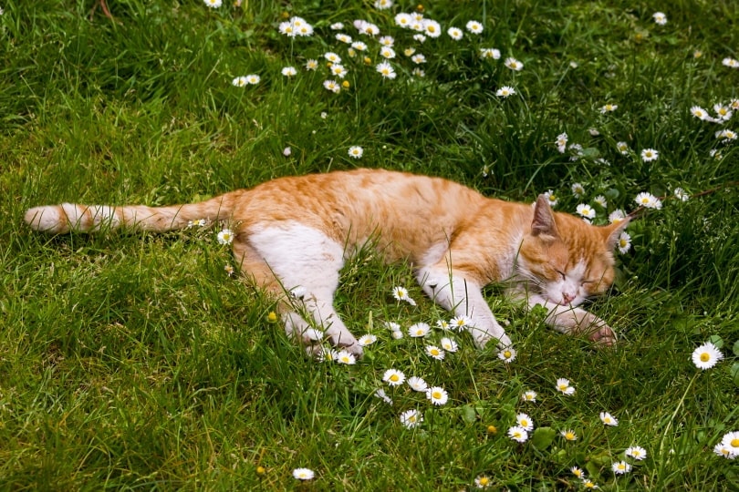 con mèo màu cam ngủ trong vườn