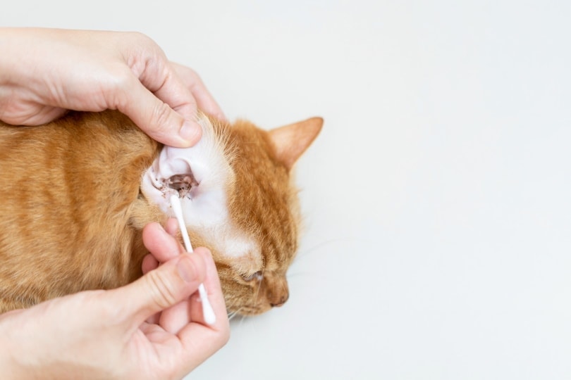 orange cat with ear wax