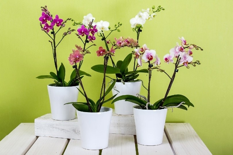 orchids in the house