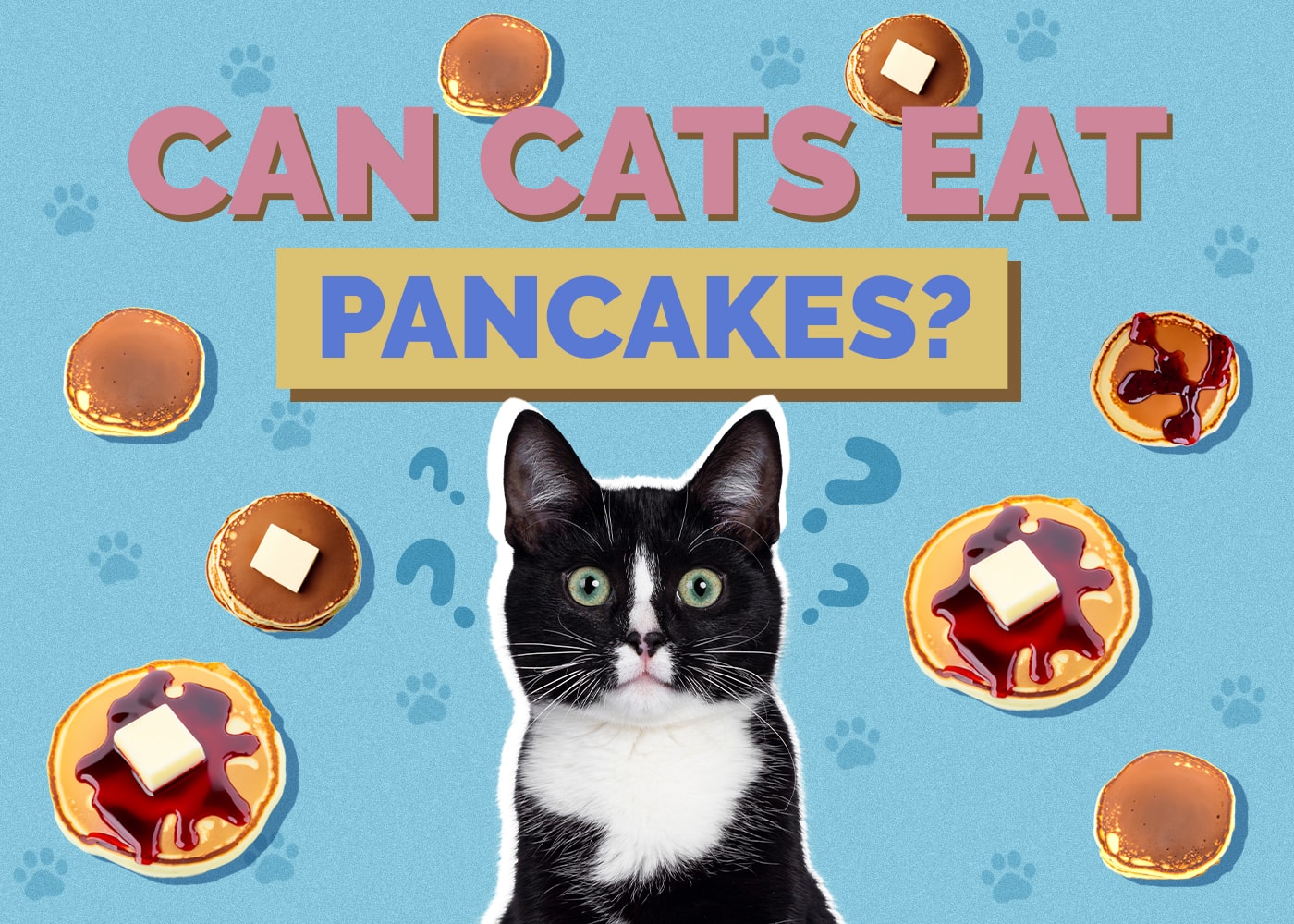Can Cats Eat pancakes