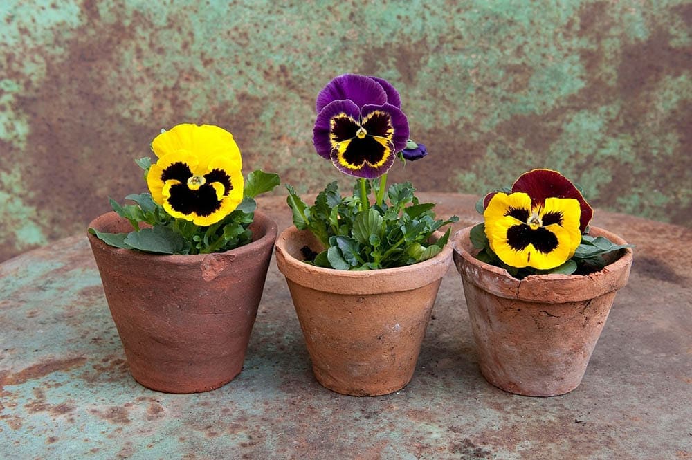 Trois pots de pensées