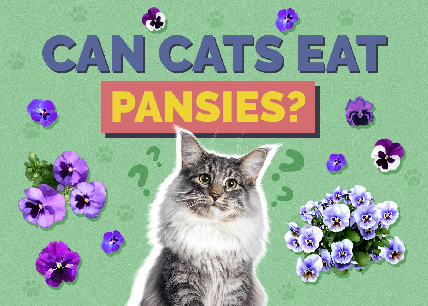 Can Cats Eat pansies